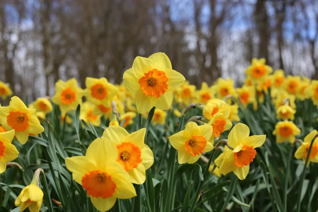 Yellow Daffodil Bright Petals Orange Center Blooming