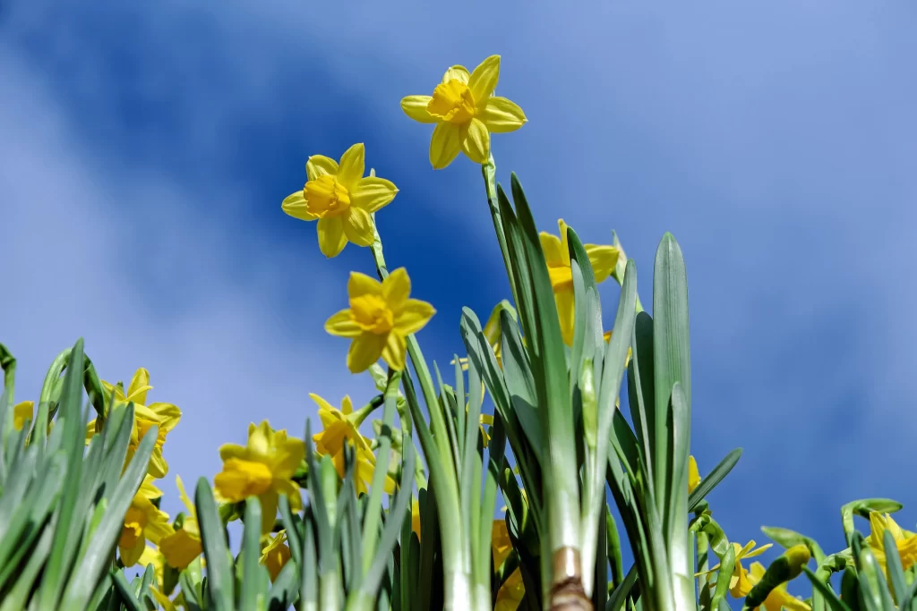 Yellow Daffodil Bright Petals Blue Sky