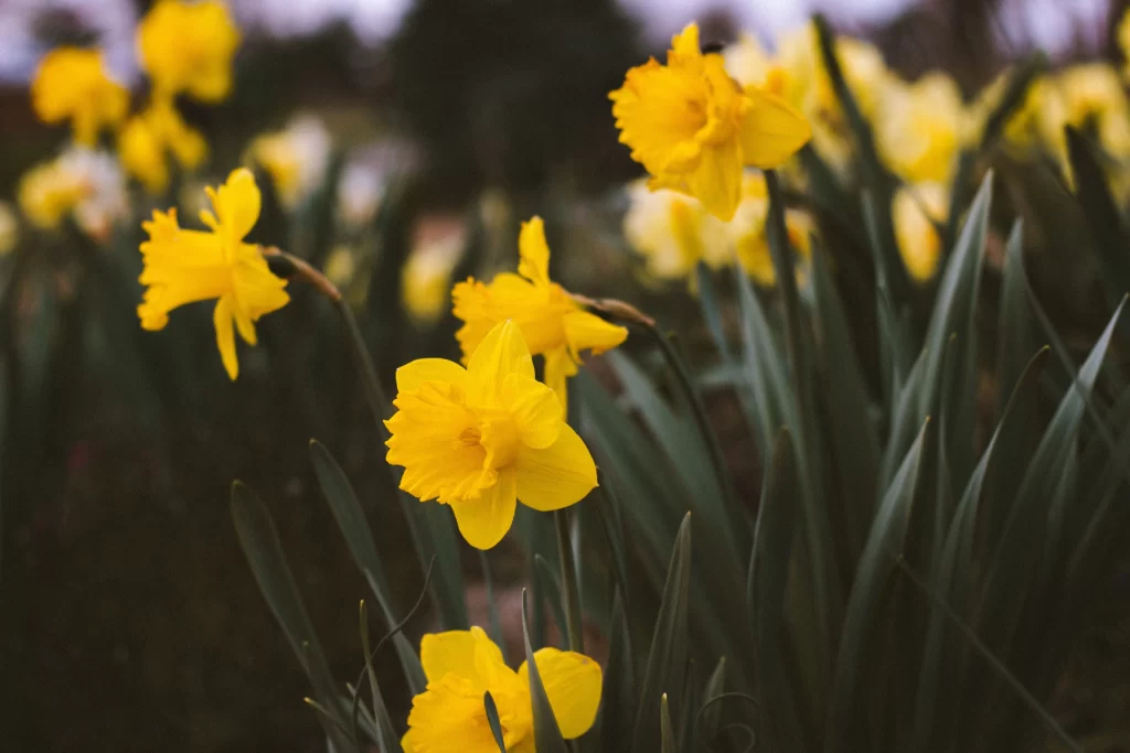Yellow Daffodil Bright Petals Green warm Leaves