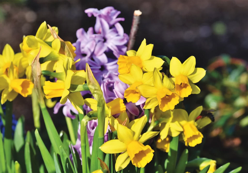 Yellow Daffodil Bright Petals Vibrant Green Leaves