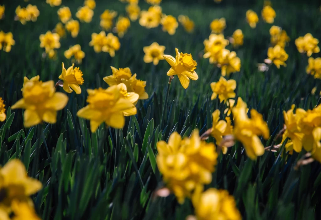 Yellow Daffodil Bright Petals Sunlit warm Field