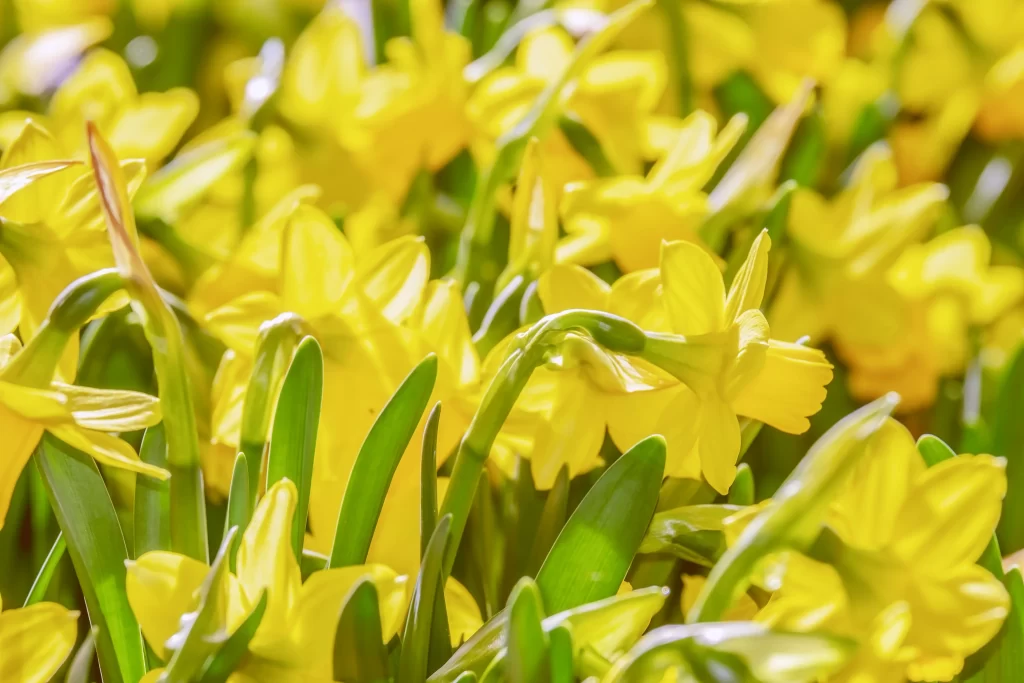 Yellow Daffodil Bright Petals Green Leaves Sunlight