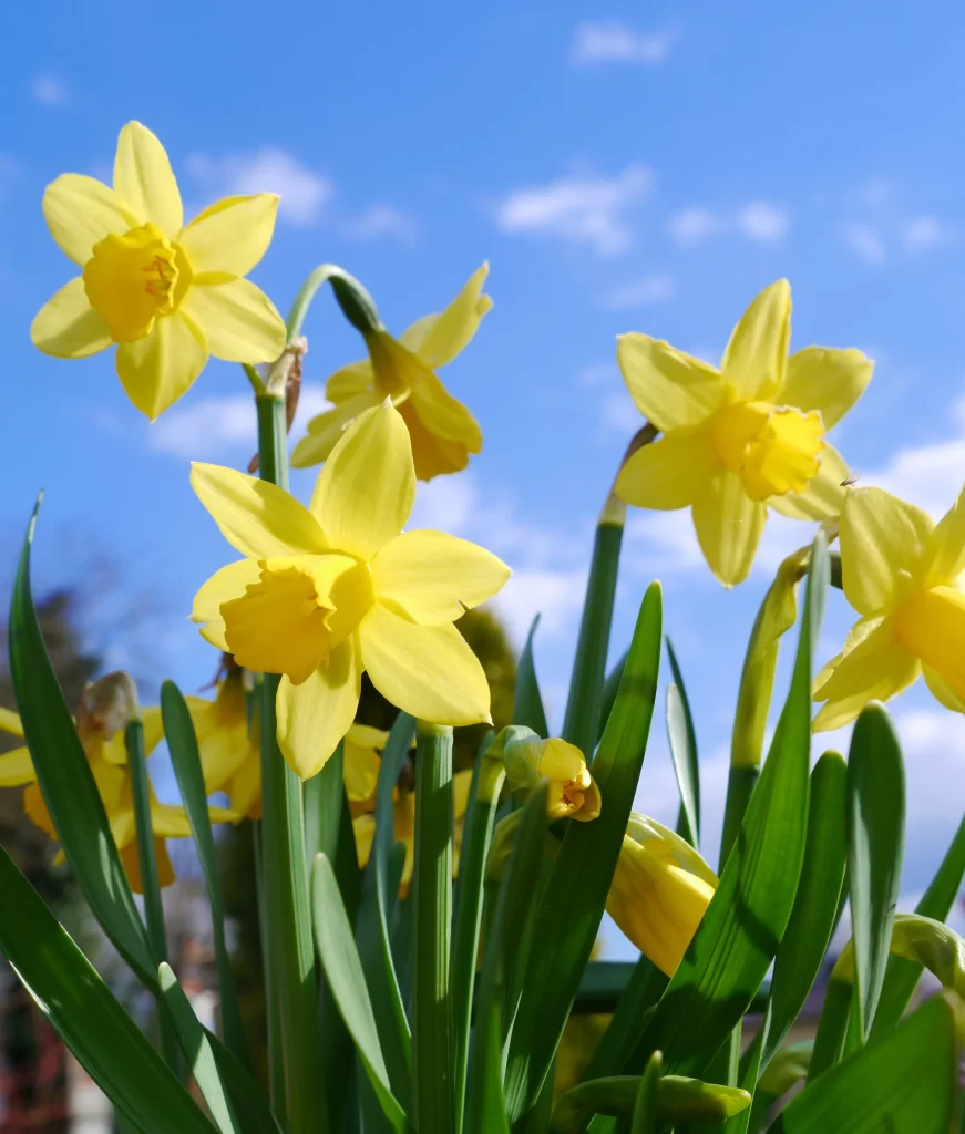 Yellow Daffodil Bright Petals Green Leaves Blue Sky
