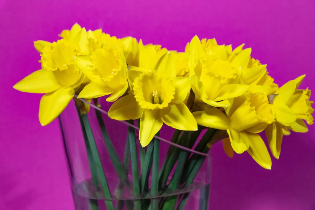 Yellow Daffodil Bright Petals Vase Pink Background