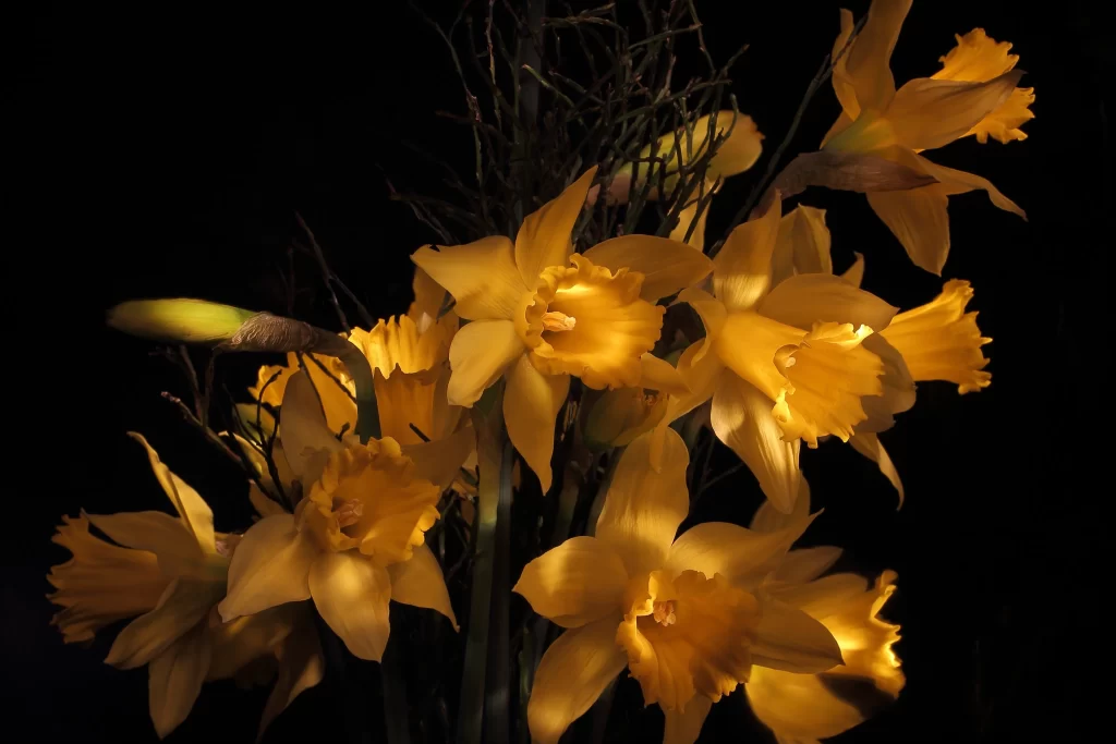 Yellow Daffodil Bright Petals Dark Background