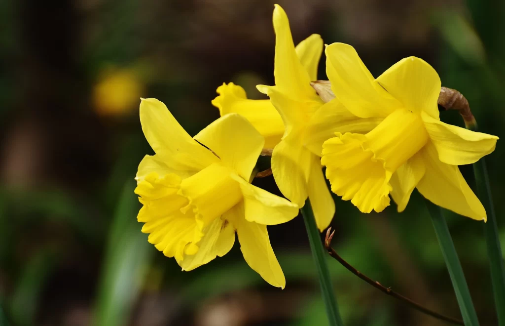 Yellow Daffodil Bright Petals Trumpet Shape Green