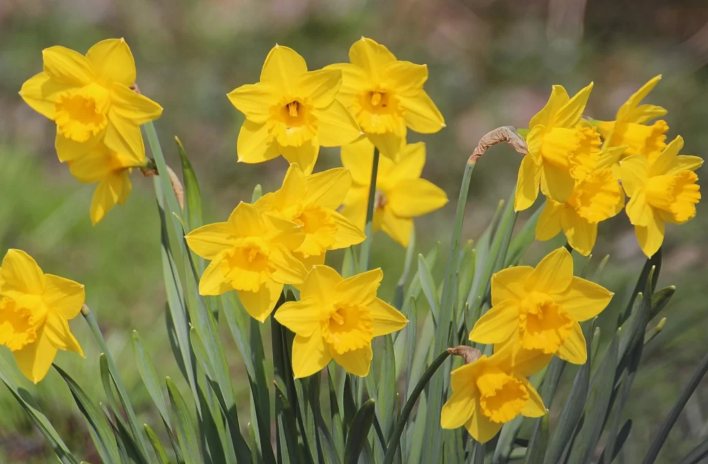 Yellow Daffodil Bright Petals Green Stems warm Sunlit