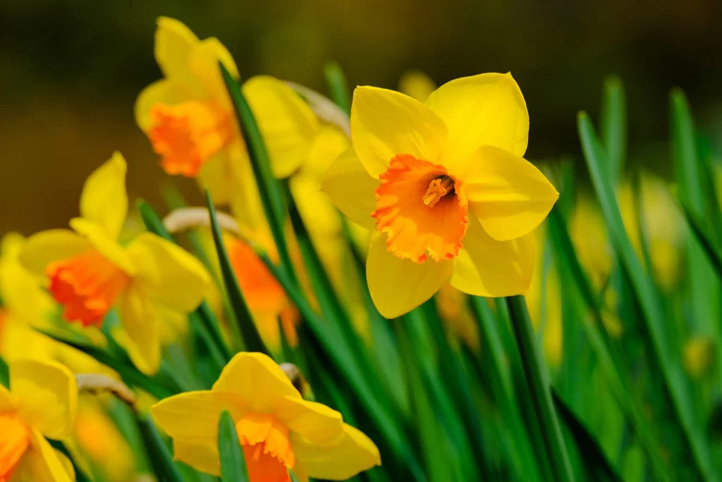 Yellow Daffodil Bright Petals Orange Center Green Stems