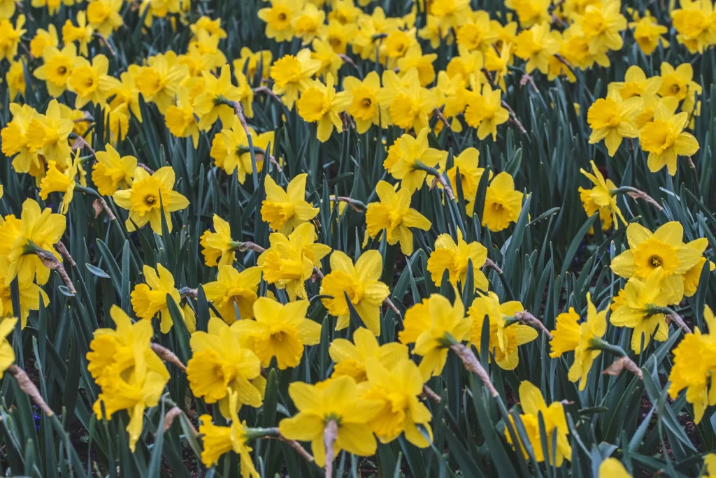 Yellow Daffodil Bright Petals Green warm Leaves