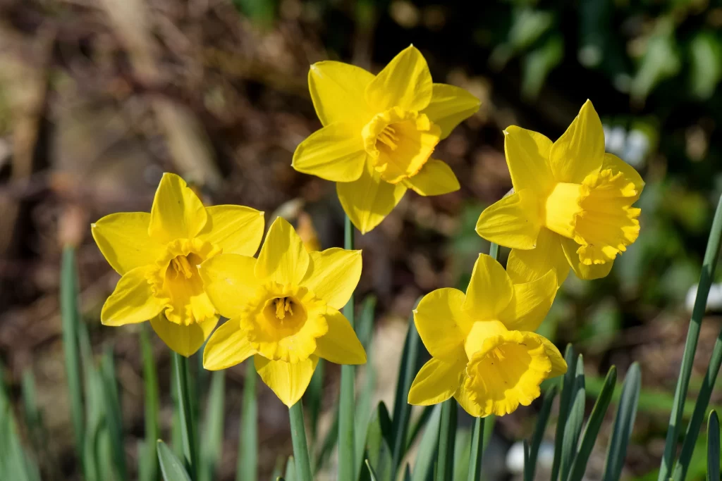 Yellow Daffodil Bright Petals Sunlit Garden