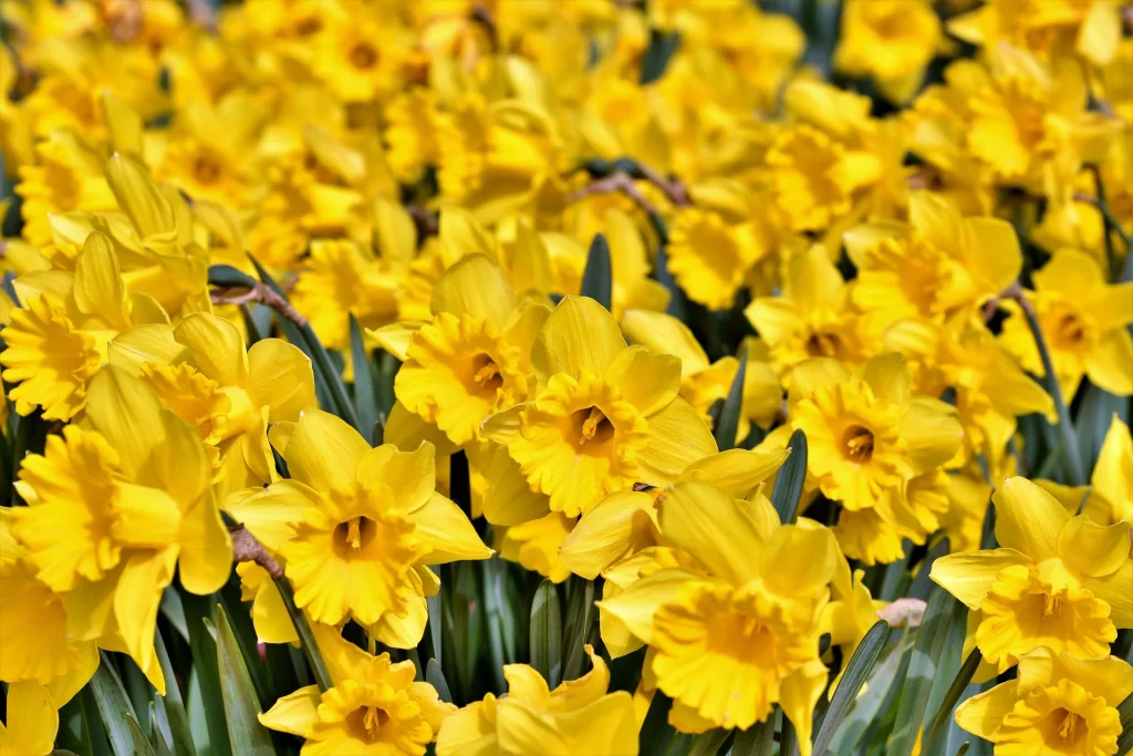 Yellow Daffodil Bright Petals Sunlit Dense