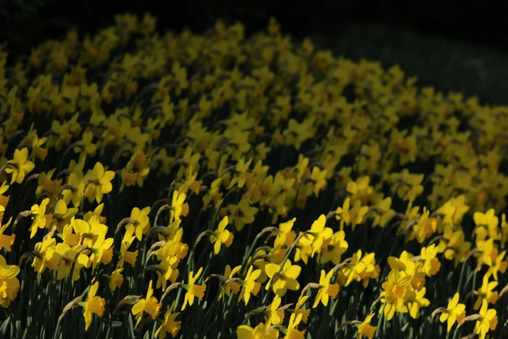 Yellow Daffodil Bright Petals Sunlit warm Field