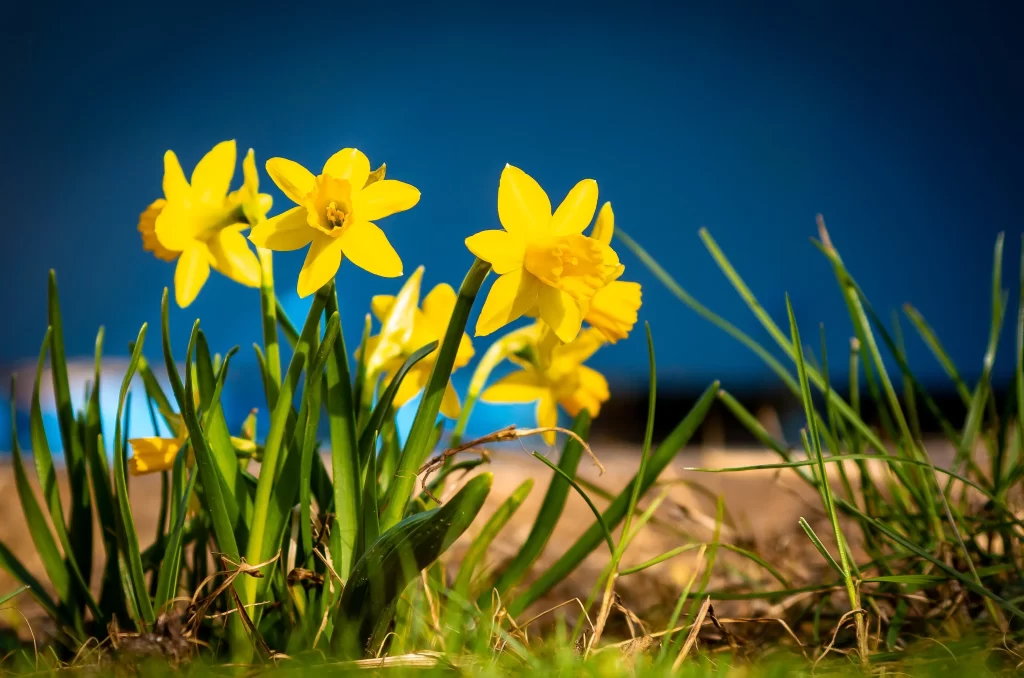 Yellow Daffodil Bright Petals Green Stems