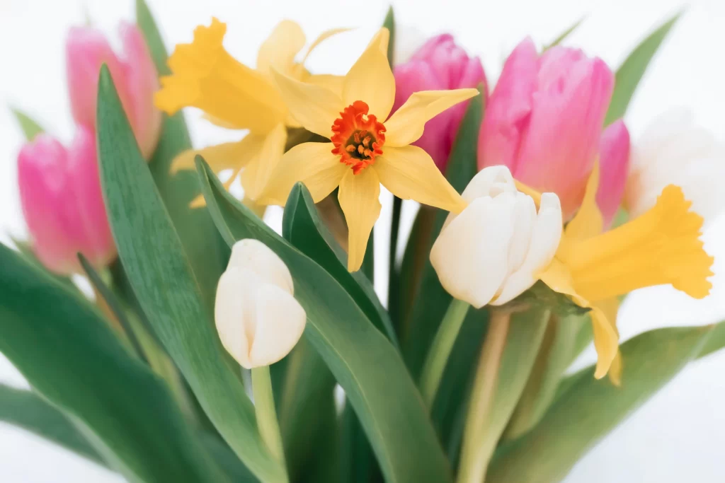 Yellow Daffodil Bright Petals Green warm Leaves