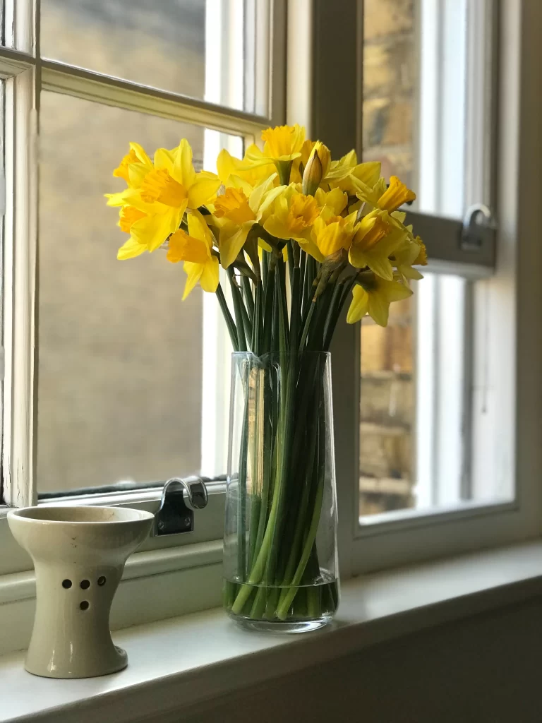 Yellow Daffodil Bright Petals Green Stems Vase