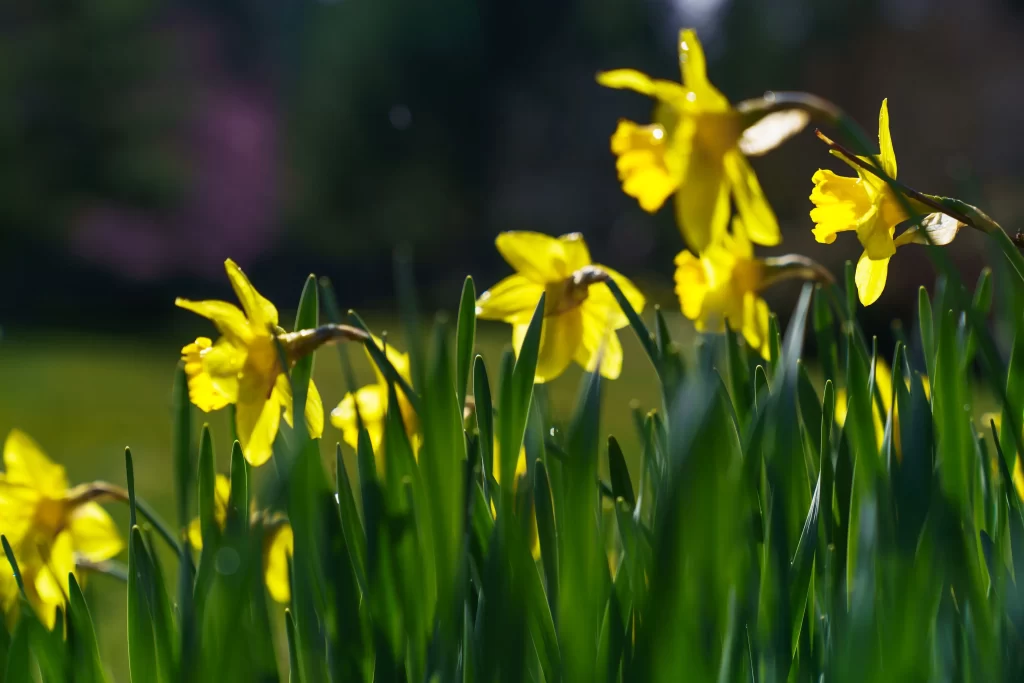 Yellow Daffodil Bright Petals Green Leaves warm Sunlight
