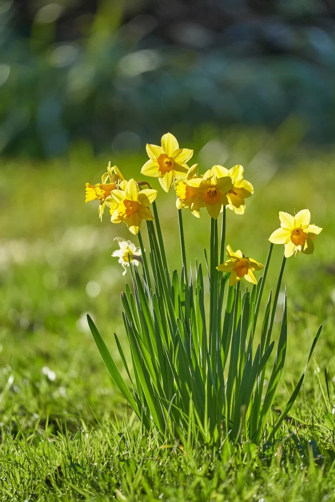 Yellow Daffodil Bright Petals Green Leaves warm Sunlight