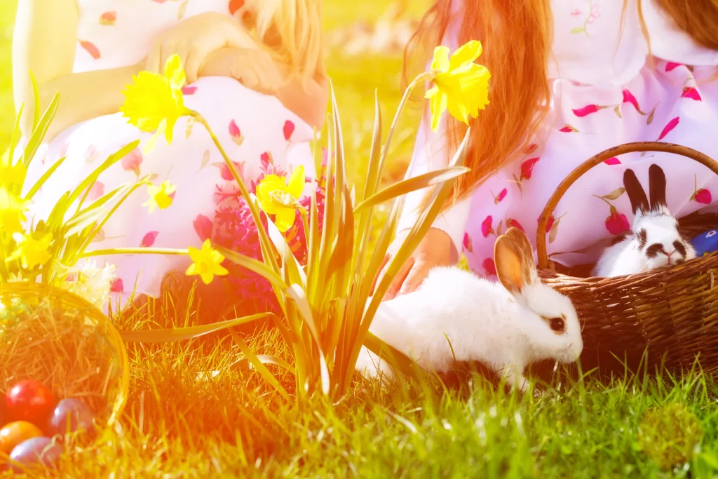 Yellow Daffodil Bright Petals Sunlight warm Greenery