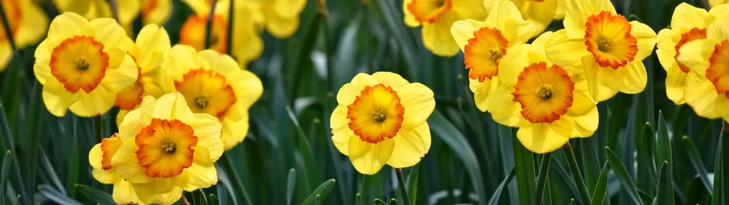 Yellow Daffodil Bright Petals Orange Center Green warm Leaves
