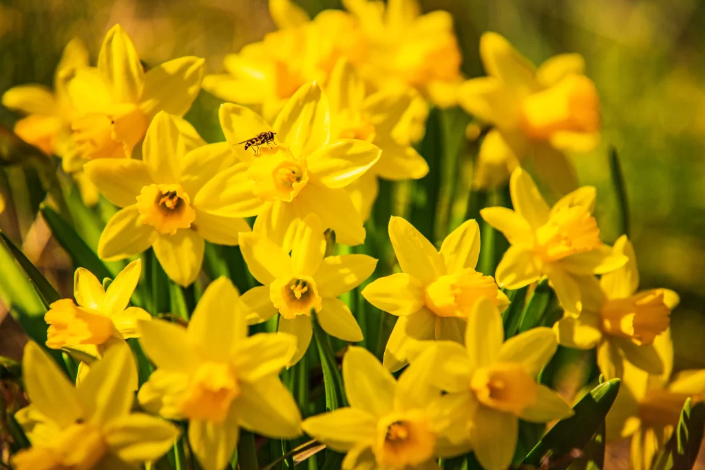 Yellow Daffodil Bright Petals Sunlit warm Blooming
