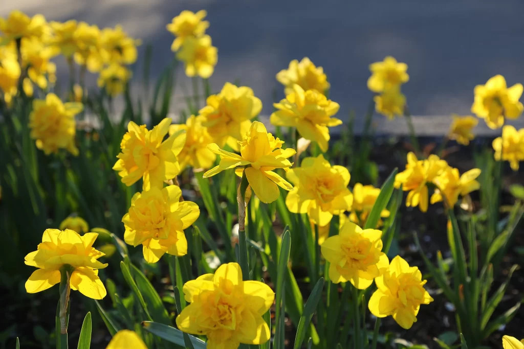 Yellow Daffodil Bright Petals Sunlight Blooming