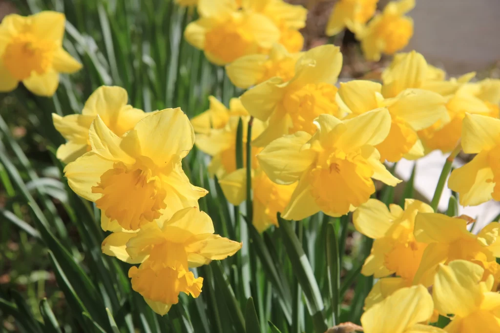 Yellow Daffodil Bright Petals Sunlit warm Blooming