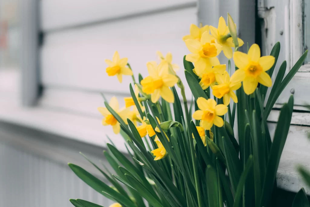 Yellow Daffodil Bright Petals Green gray Leaves