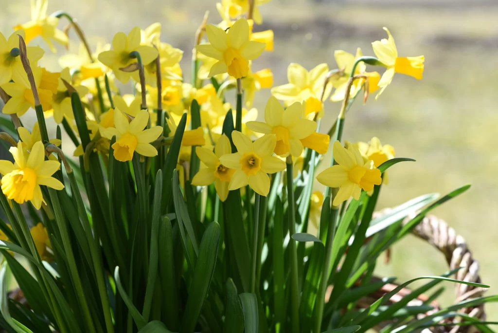 Yellow Daffodil Bright Petals Sunlight Green warm Leaves