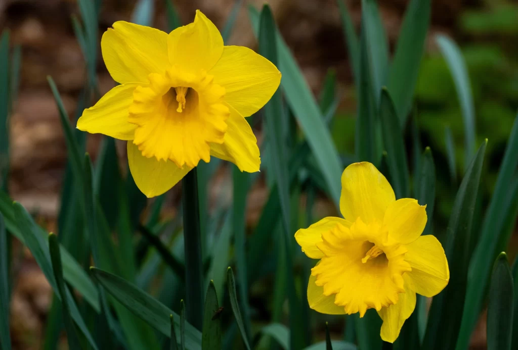 Yellow Daffodil Bright Petals Green warm Leaves