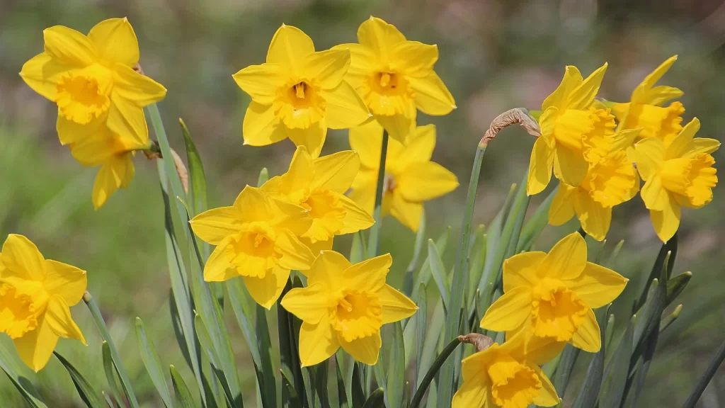 Yellow Daffodil Bright Petals Green Stems warm Sunlit