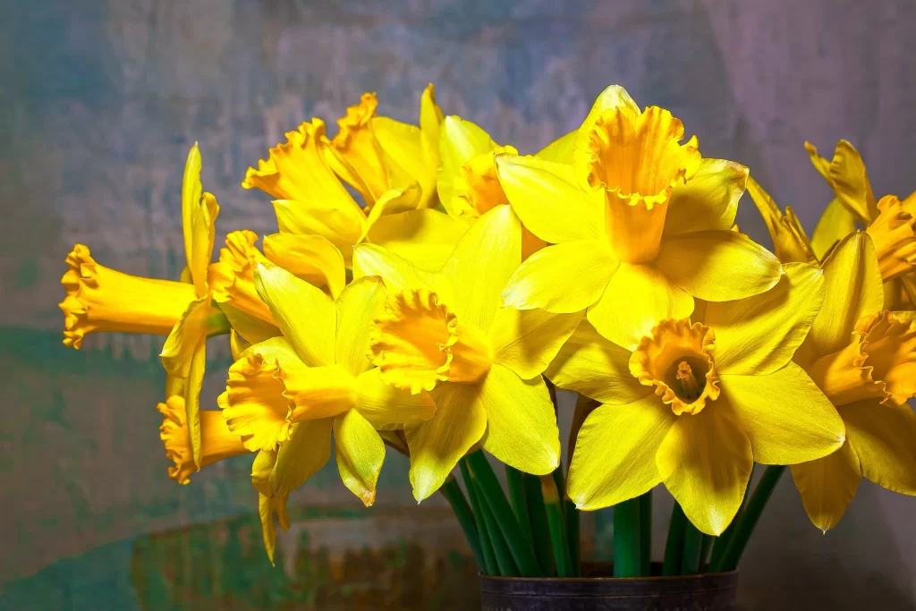 Yellow Daffodil Bright Petals Curved Trumpet