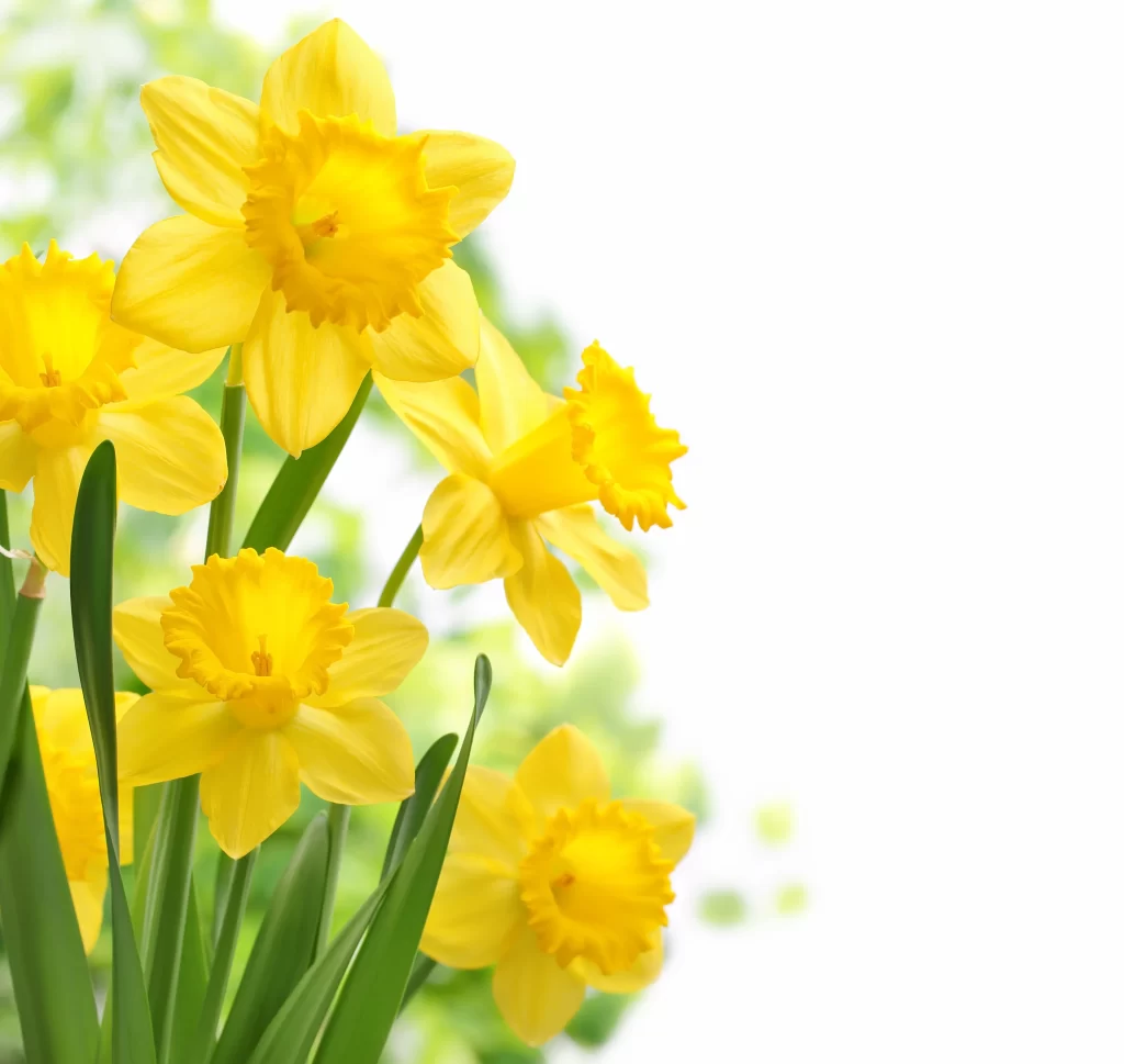 Yellow Daffodil Bright Petals Green warm Leaves