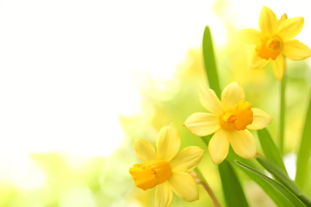 Yellow Daffodil Bright Petals Green warm Leaves