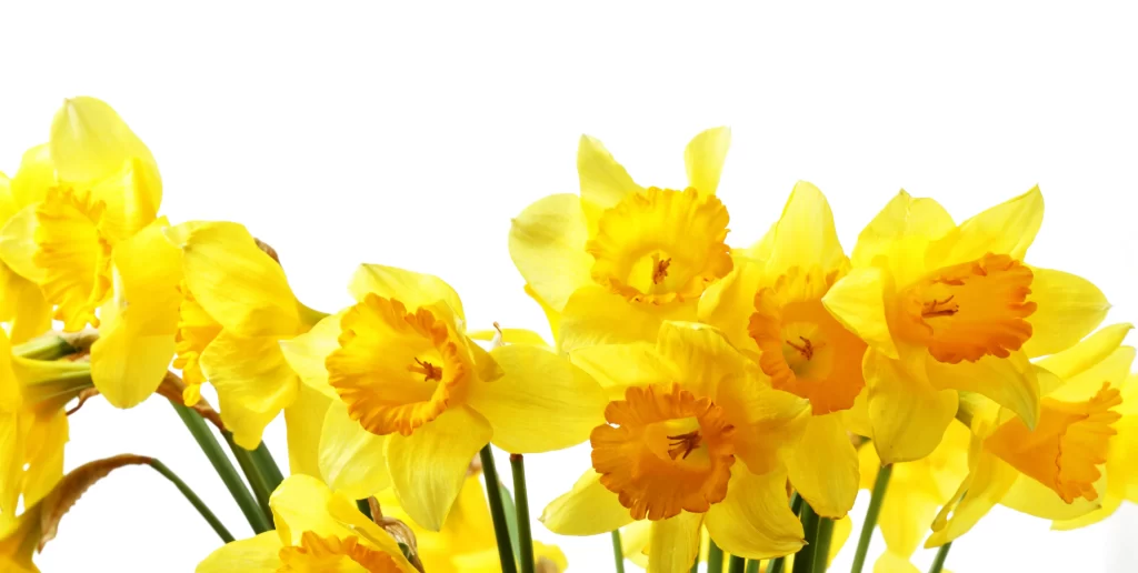 Yellow Daffodil Bright Petals Sunlit warm Vibrant