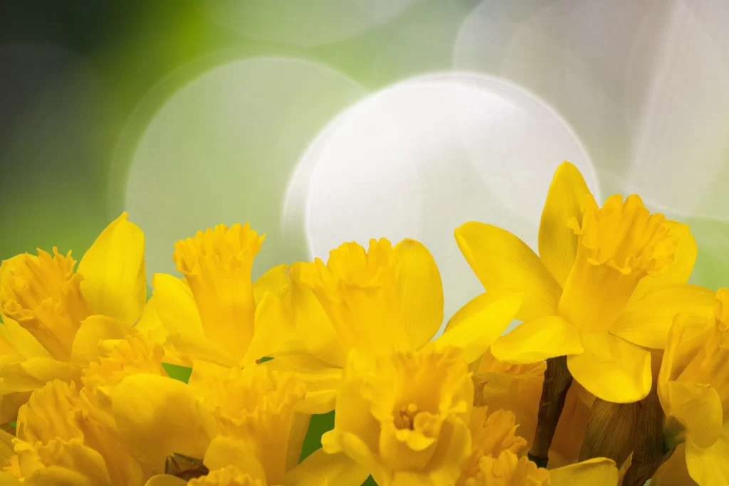 Yellow Daffodil Bright Petals Green Background