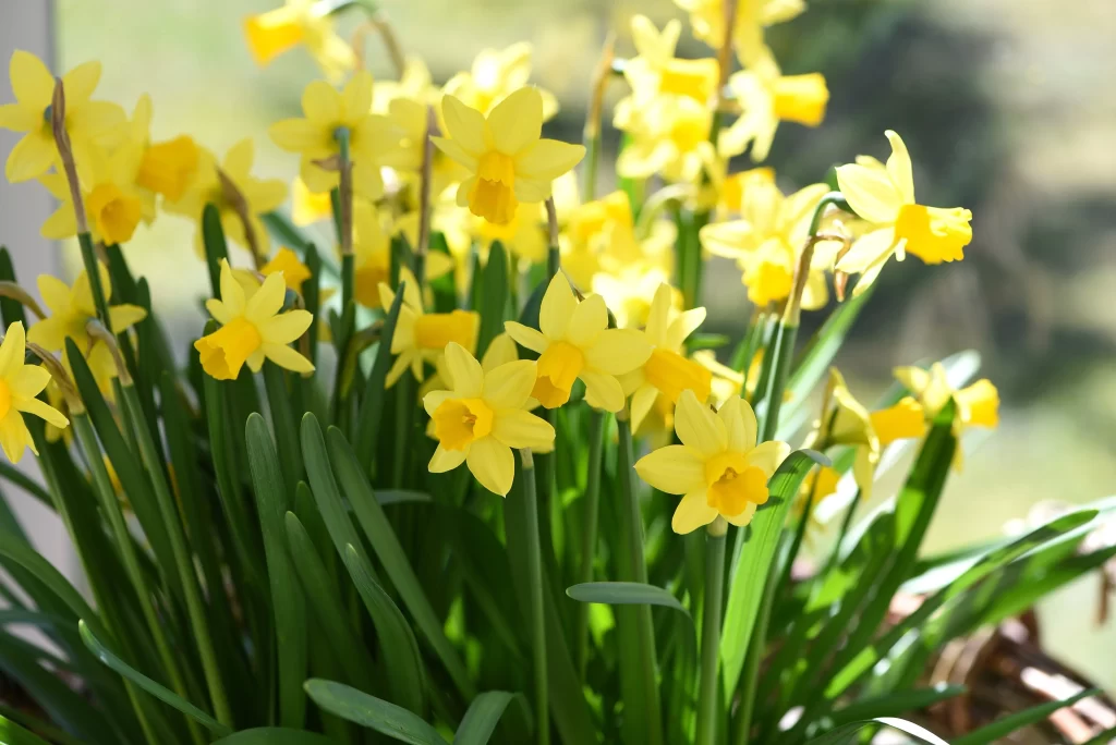 Yellow Daffodil Bright Petals Sunlight Green warm Leaves