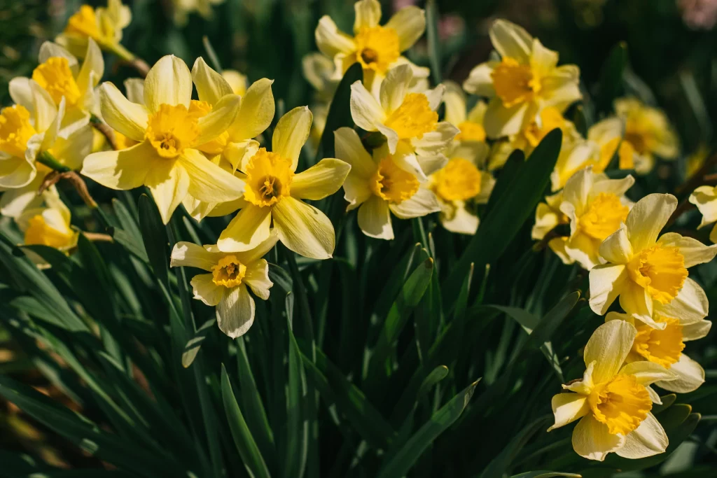 Yellow Daffodil Bright Petals Sunlight Green warm Leaves