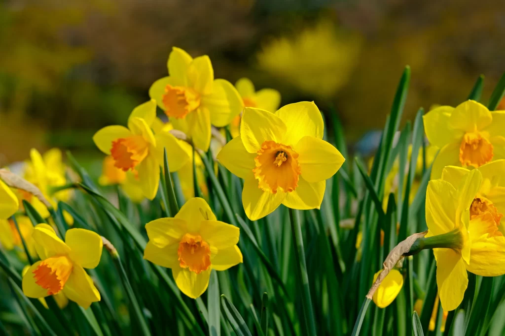Yellow Daffodil Bright Petals Green warm Leaves