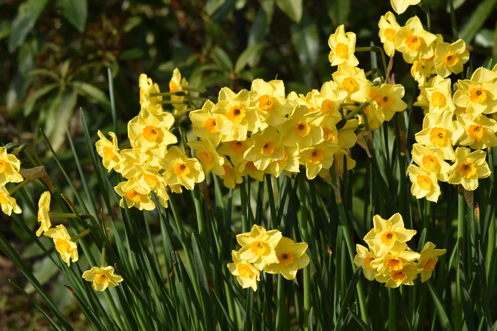 Yellow Daffodil Bright Petals Sunlit Greenery