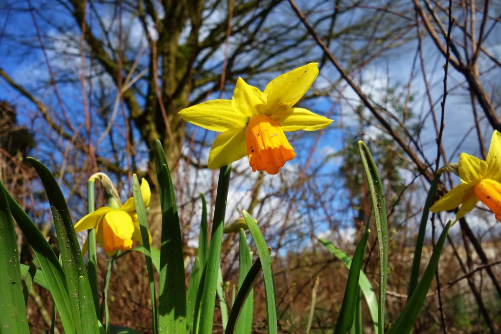 Yellow Daffodil Bright Petals Green Stems Blue gray Sky