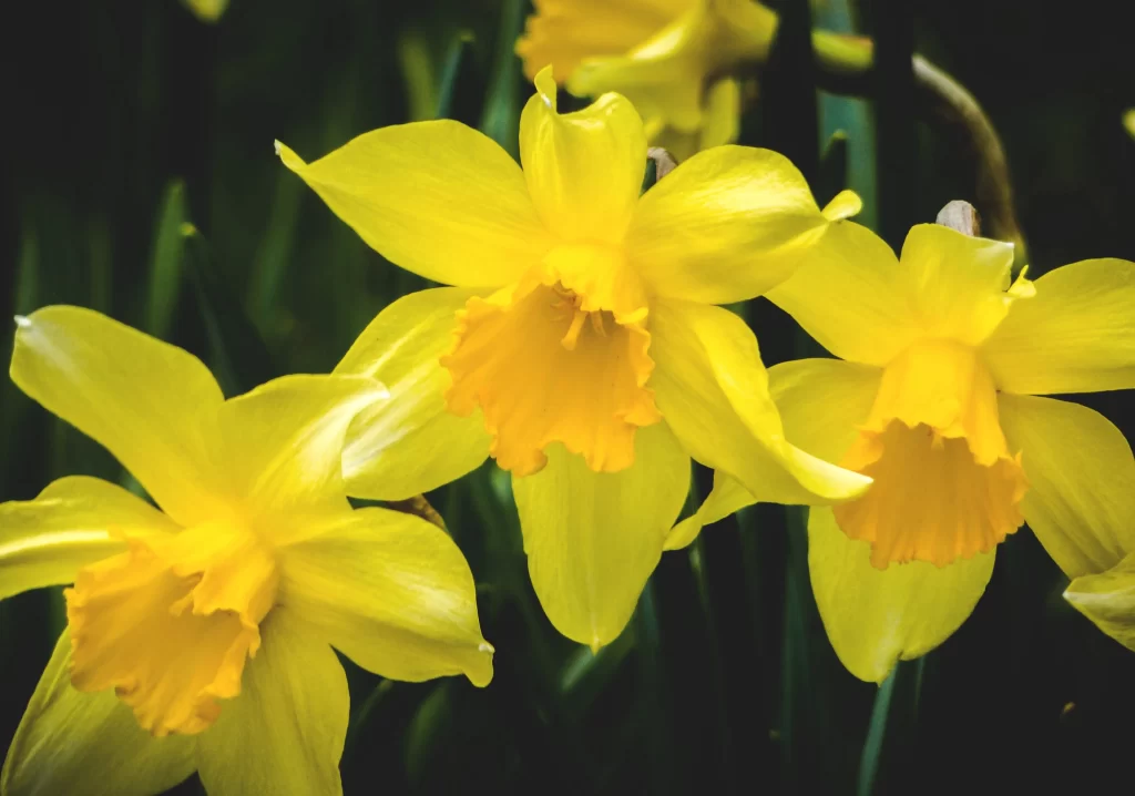 Yellow Daffodil Bright Petals Trumpet Shape Green warm Leaves