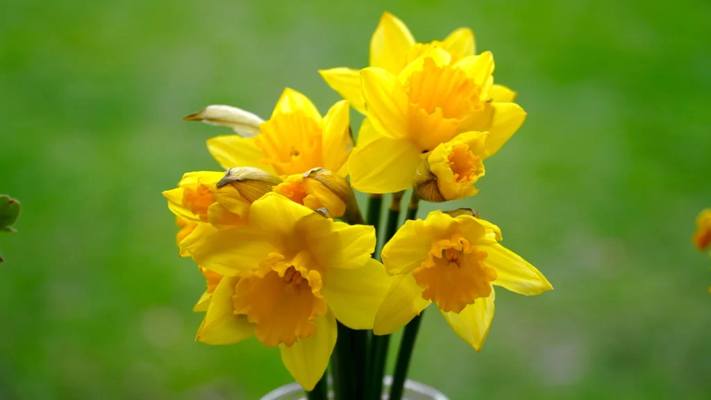 Yellow Daffodil Bright Petals Green warm Background