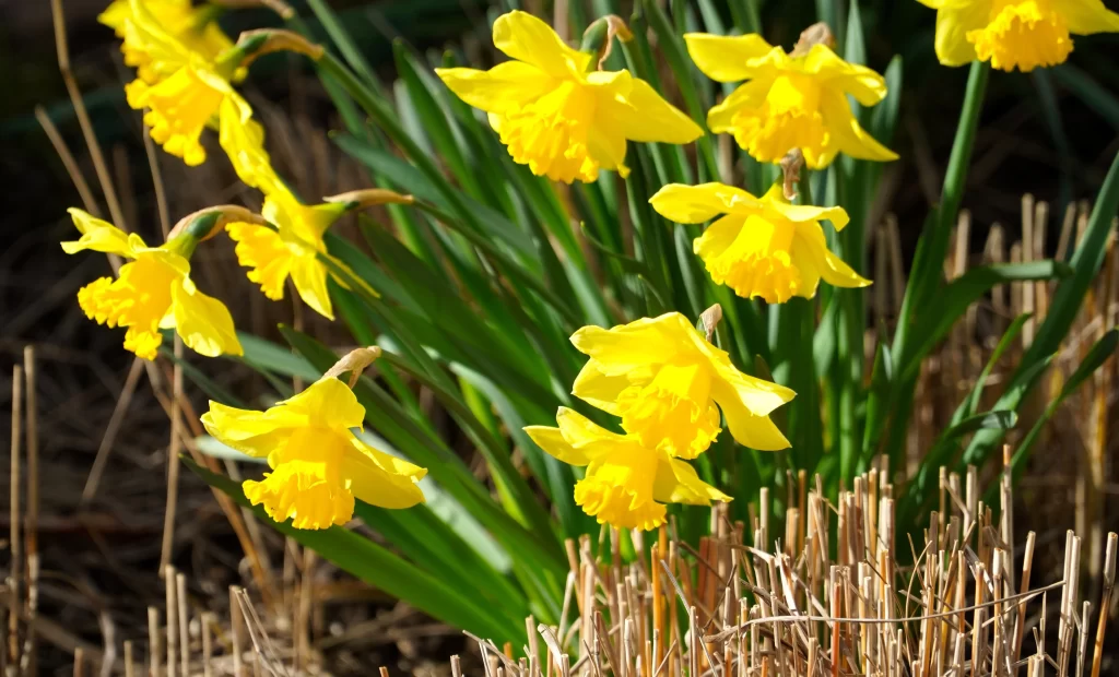 Yellow Daffodil Bright Petals Green Stems Sunlight