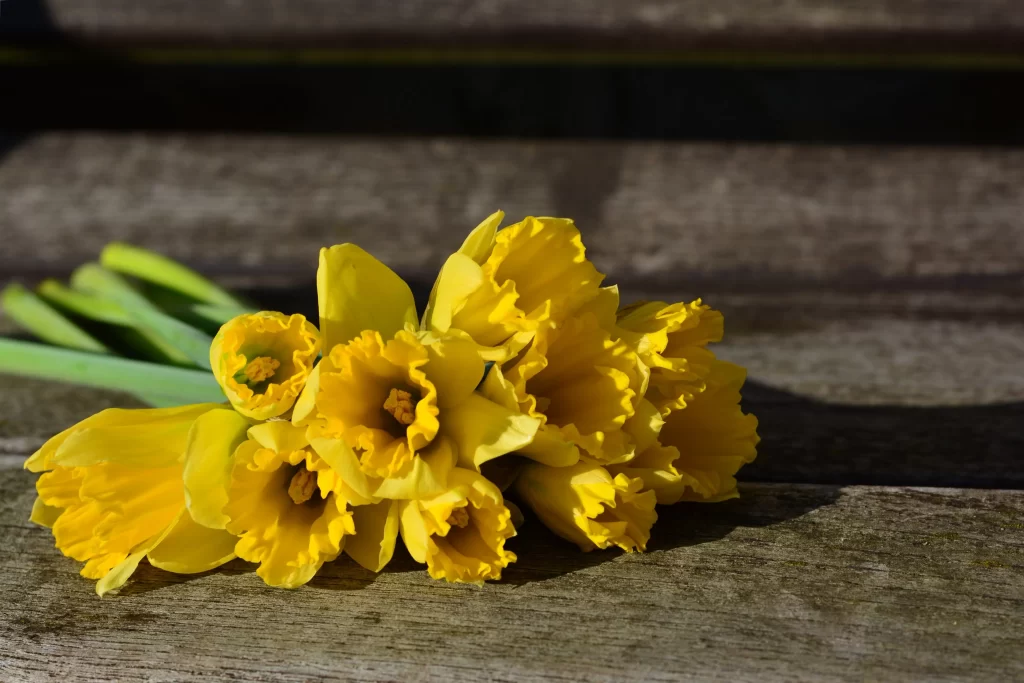 Yellow Daffodil Bright Petals warm Sunlight