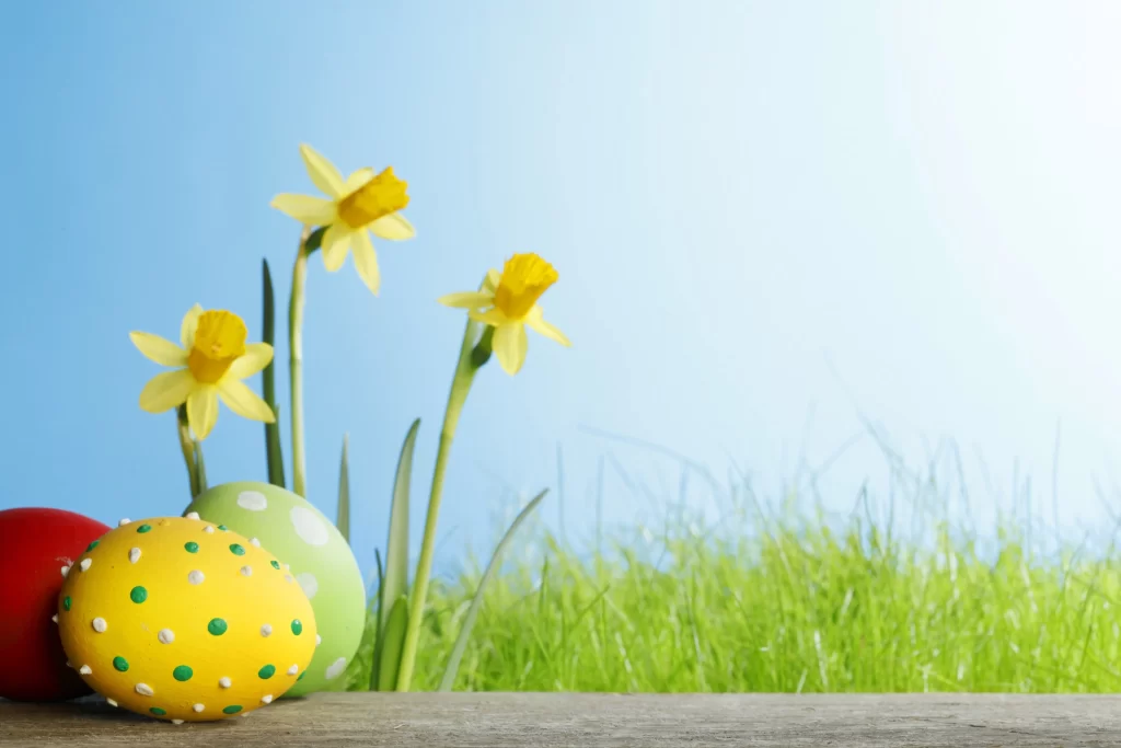 Yellow Daffodil Bright Petals Green Stems Blue gray Sky