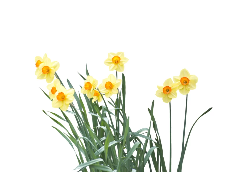 Yellow Daffodil Bright Petals Green white Leaves