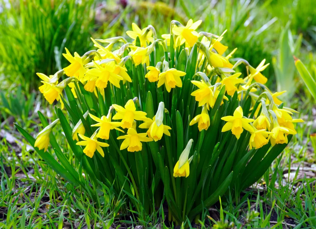 Yellow Daffodil Cluster Bright Petals Green Leaves