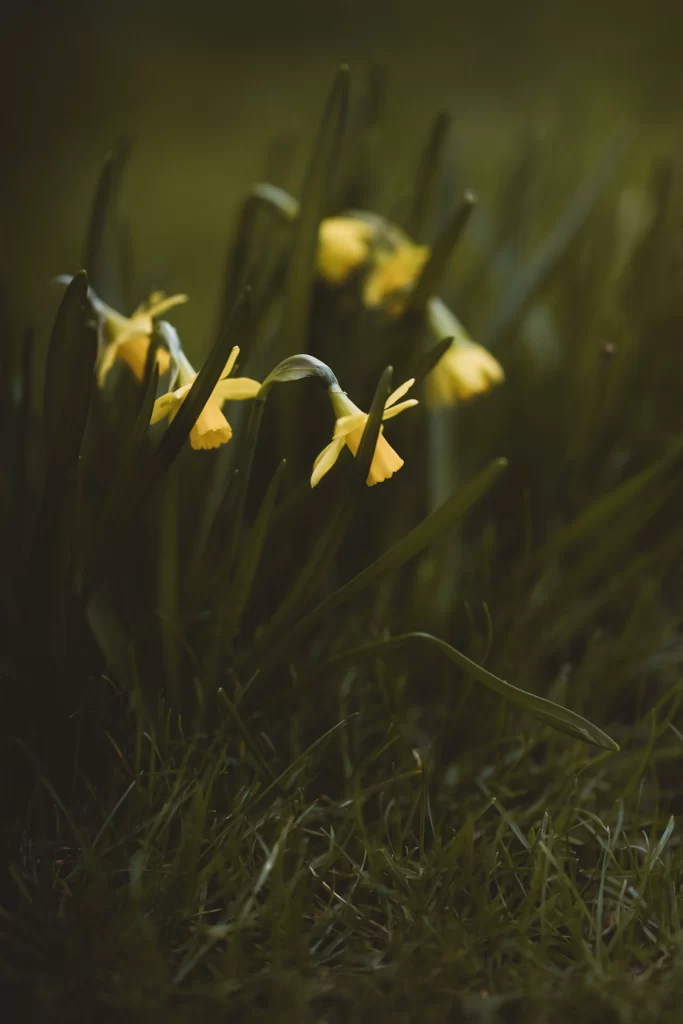Yellow Daffodil Delicate Petals Dark Background
