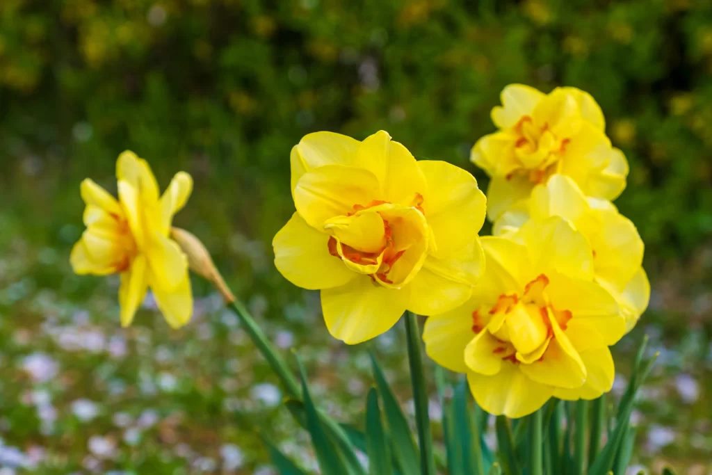 Yellow Daffodil Double Petals Bright Green