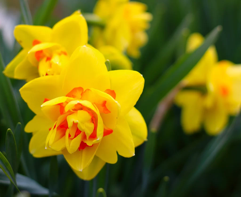 Yellow Daffodil Double Petals Bright Green Leaves